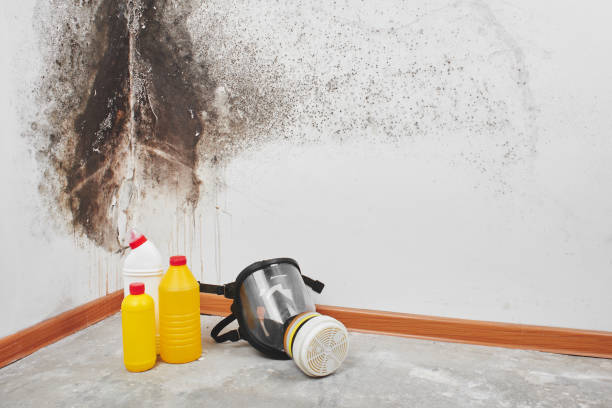Best Certified Mold Removal  in Yuipa, CA