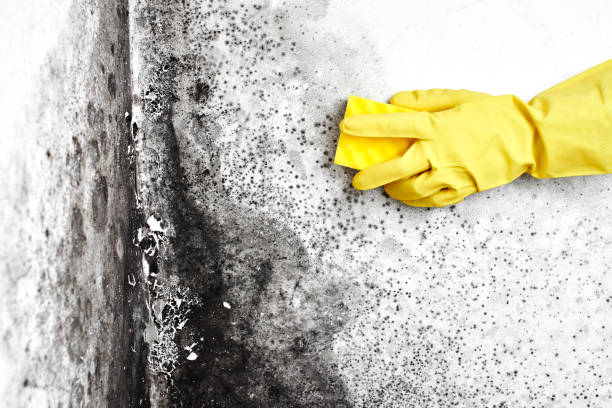 Best Mold Testing  in Yuipa, CA