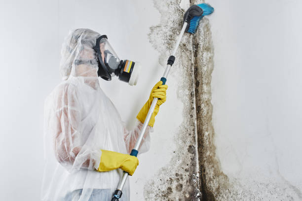 Best Professional Mold Removal  in Yuipa, CA