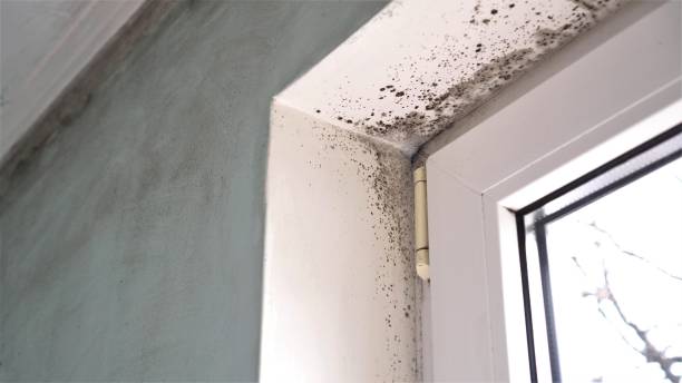 Best Black Mold Removal  in Yuipa, CA