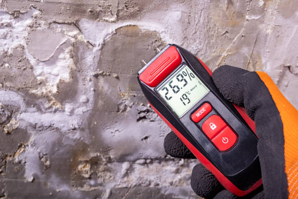 Best Same-Day Mold Removal  in Yuipa, CA