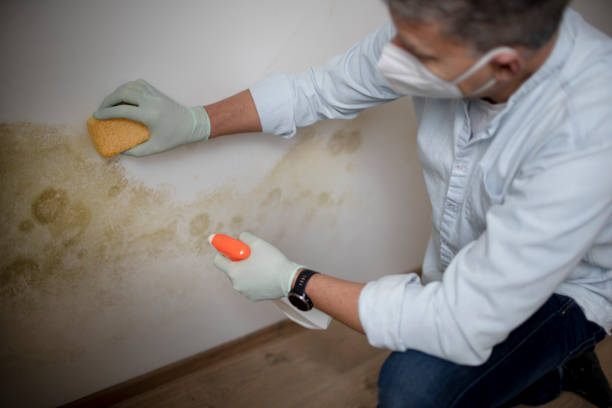 Professional Mold Removal in Yucaipa, CA