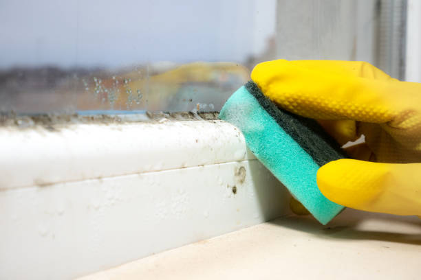 Best Residential Mold Removal  in Yuipa, CA